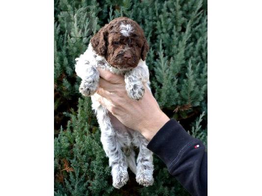 Κουτάβια Lagotto Romagnolo